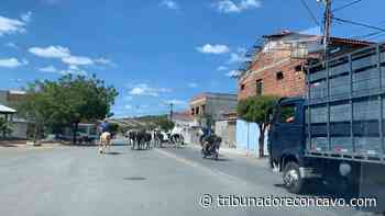 Itaberaba: PRF e município realizam operação para retirada de animais soltos em rodovia e no perímetro urbano da cidade - Tribuna do Recôncavo