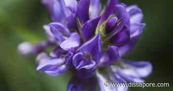 L’erba medica salva il bestiame dalla siccità, ma il Delta del Po straripa di mais - dissapore