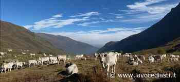 In montagna mancano acqua ed erba: un margaro su tre costretto ad anticipare il rientro dagli alpeggi - LaVoceDiAsti.it