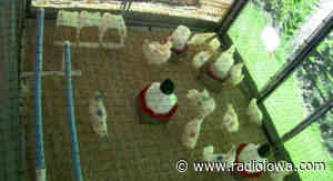 ISU research finds health benefits for chickens watching virtual reality - Radio Iowa