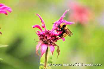 Lights in the darkness | Bancroft this Week - Bancroft This Week