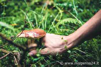 Inizia la stagione dei funghi: a Varese e Luino gli sportelli micologici di Ats - malpensa24.it
