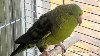 Einsamer Sperlingspapagei wartet in Witten auf Artgenossen - WAZ News