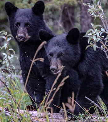 Two cubs orphaned after their mother was hit by vehicle - CochraneNow.com