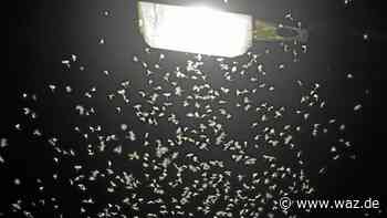 Grüne: Witten soll Nachtabschaltung der Laternen prüfen - WAZ News