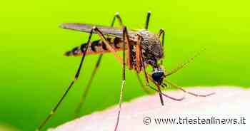 Usutu Virus, identificati due casi in Friuli Venezia Giulia - Trieste News