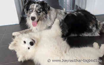 Ukrainischer Welpe "unter Tränen" in Bayreuth abgegeben: Tierheim Bayreuth vermittelt "Hope" - Bayreuther Tagblatt