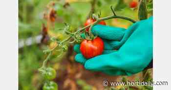 Intelligent yield estimation for tomato crop using SegNet with VGG19 architecture - hortidaily.com