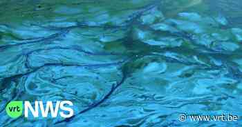 Maatregelen nadat blauwalgen gevonden worden in kanalen Dessel-Turnhout-Schoten en Bocholt-Herentals - VRT NWS