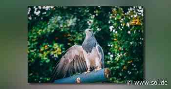Zoofalknerei Neunkirchen sucht aktuell Greifvogel-Dame Selly - SOL.DE - Saarland Online