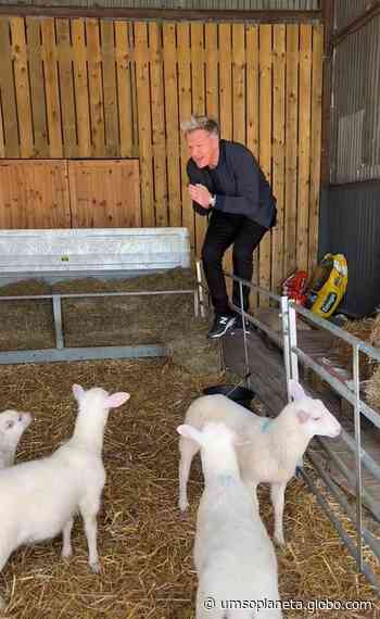 Gordon Ramsay provoca tumulto nas redes sociais ao postar vídeo escolhendo cordeiro para o abate - Globo.com