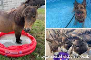 Edenfield: How Bleakholt Animal Sanctuary is keeping animals cool
