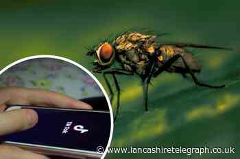 TikTok hack shows simple way to keep flies out of your home