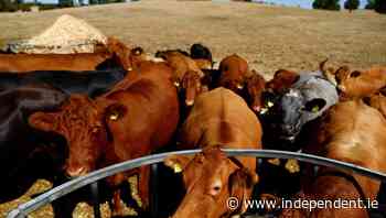 Angus Woods: Drought having huge impact on the regular day to day of farming enterprises - Farming Independent