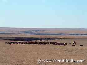 Certified Angus Beef, Ducks Unlimited to preserve grasslands - www.thecattlesite.com