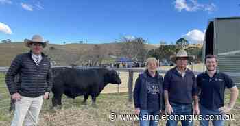 Sugarloaf Angus sets record price for commercial females - The Singleton Argus