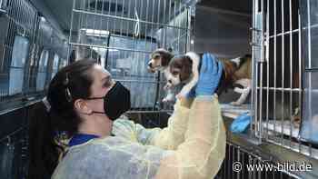 Gezüchtet für Tierversuche | 4000 Hunde aus Zwinger-Hölle gerettet - BILD