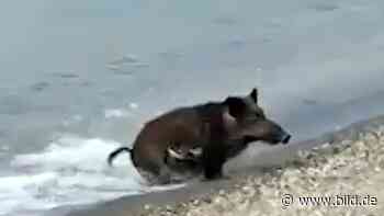 Jetzt wir's wild! | „Meerschwein“ schockt Strand - News Ausland - Bild.de - BILD