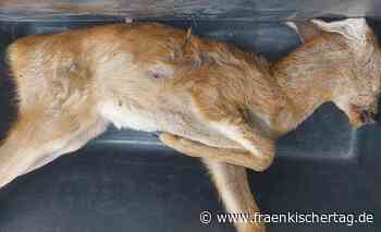 Wilderer erschießt Kitz im Landkreis Bamberg - Fränkischer Tag