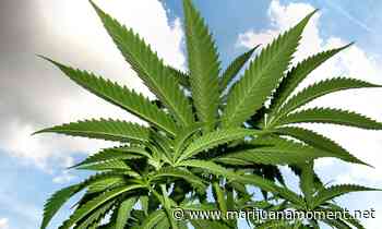 Nebraska Legal Panel Says Lawyers Can Invest In Medical Marijuana Businesses - Marijuana Moment