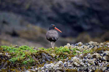 Scientists on Haida Gwaii find oldest black oystercatcher on record - Comox Valley Record