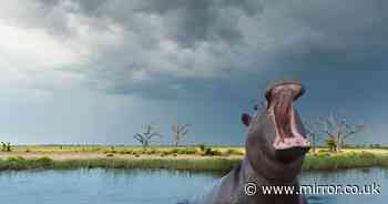 Tour guide trapped in hippo's mouth calls horror mauling a 'bad day at the office'