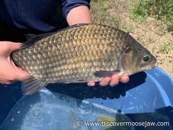 U of R research team studying Prussian Carp in Lake Diefenbaker - DiscoverMooseJaw.com
