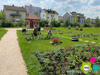 ▷ Die Gartenschau blüht auf - Eppingen.org