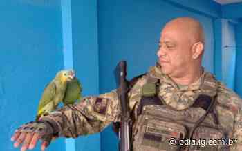 Polícia encontra papagaios mantidos em cativeiro sem licença em Cabo Frio - O Dia