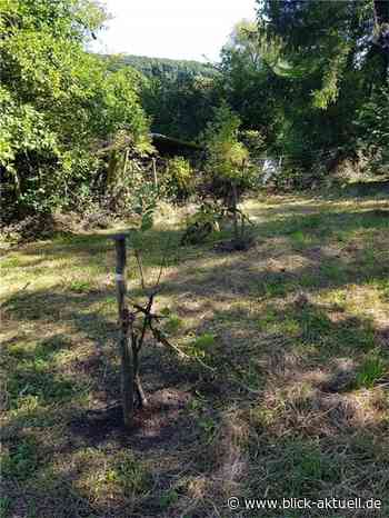Remagen: Unbekannte zerstören Obstbäumchen - Blick aktuell