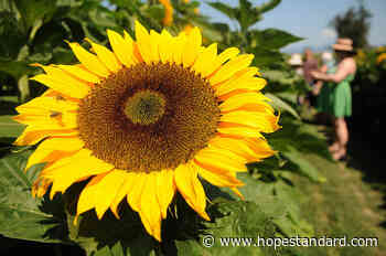 Chilliwack Sunflower Festival now open with 50 varieties of vibrant, towering flowers - Hope Standard