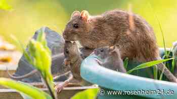 Ratten im Garten: 7 Methoden, sie ohne Gift loszuwerden
