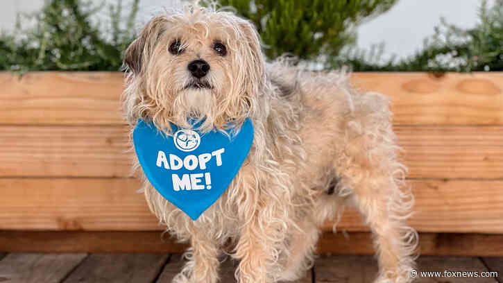 California dog rescue brings comfort to seniors as well as to their furry friends