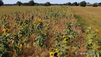 Boeren versieren platteland met kilometerslang lint van zonnebloemen - Omroep Gelderland