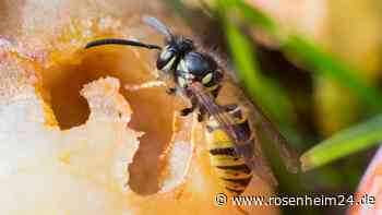 Insektenplage: So können Sie Wespen mit Dunkelheit austricksen