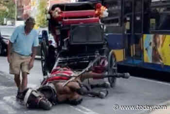 Carriage horse collapses on hot NYC street as driver says, ‘Get up! Get up!’