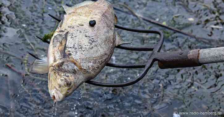 Hunderte Helfer sammeln an der Oder tote Fische ein