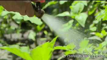 Grow with KARE: Are you overwatering?
