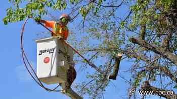 Regina work crew culls tree infected with Dutch elm disease in Victoria Park - CBC.ca