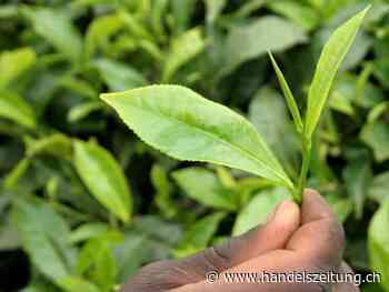 Streiks für mehr Lohn auf den Teeplantagen von Bangladesch