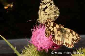 Schmetterlinge sind im Vogtland die Überflieger des Jahres - freiepresse.de