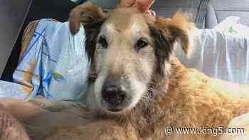 How a retired Edmonds entrepreneur is using tech to help dogs and cats in Ukraine - KING5.com