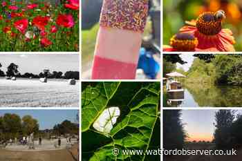Summer colours captured by Watford Observer Camera Club photographers