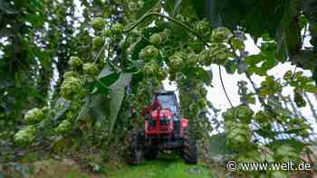 Die Welt baut zu viel Hopfen an – und Deutschland exportiert weiter nach Russland