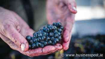 Cathal McBride: Scaling the pinnacle of pinot - Business Post