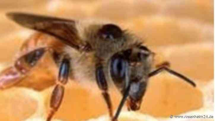 Tipps für insektenfreundliche Lebensräume im Garten und am Balkon