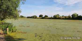 Fränkisches Seenland: Heuer gibt es auffällig viele Algen und Wasserpflanzen - NN.de