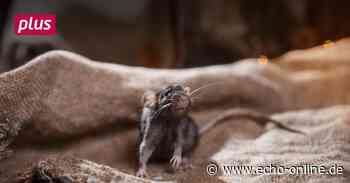 Raunheim: Kanalsanierung statt Kammerjäger? - Echo Online