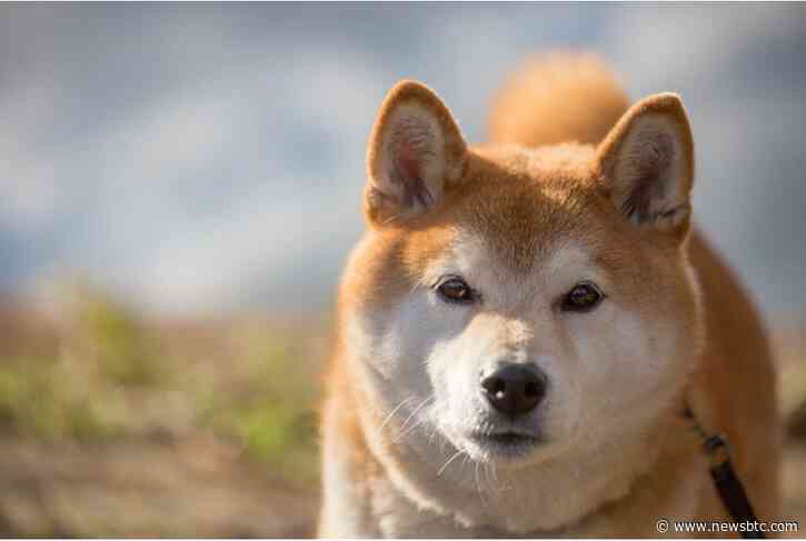 Shiba Inu (SHIB) Buildup At This Price Level Could Be Favorable