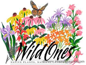 Amherst: Group members pass out milkweed seeds to ‘save planet’ - The Morning Journal